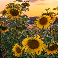 Big yellow bright things.
.
.