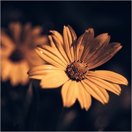 I really don't know what is with Heliopsis and me, but it could just be that they are easily accessible.
.
,