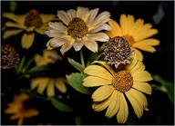 Don't know why, but these flowers facinate me. Possibly because they change so much during their life, and that they last a long time.
.
.