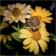 Don't know why, but these flowers facinate me. Possibly because they change so much during their life, and that they last a long time.
.
.