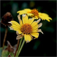 Photos like these might not look great on a Phone... but they look great on fineart paper.
.
.