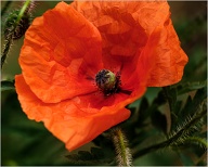 I just like the texture of the leaves.