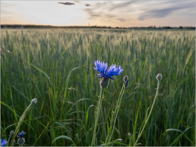  XT31503-017-20200531