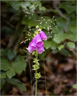 Common Foxglove is a weed, but when there aren't any other flowers aorund to look at, then even a weed becomes beautiful.
