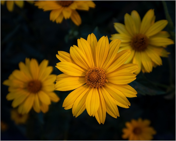  XT33479-023-20200719