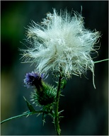 Bull Thistle having a bit of a bad hair day.